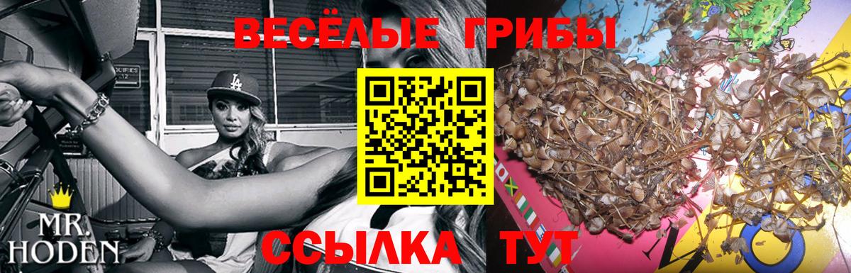 купить закладку  Псилоцибиновые грибы Cubensis  Псилоцибиновые грибы GOLDEN TEACHER  Вход с VPN  Котлас 